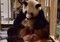 家族が増えたよー　和歌山、アドベンチャーワールドで16頭目となるジャイアントパンダの赤ちゃんが誕生