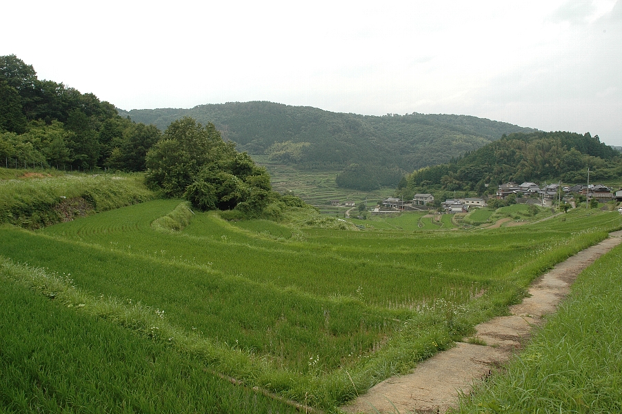 棚田
