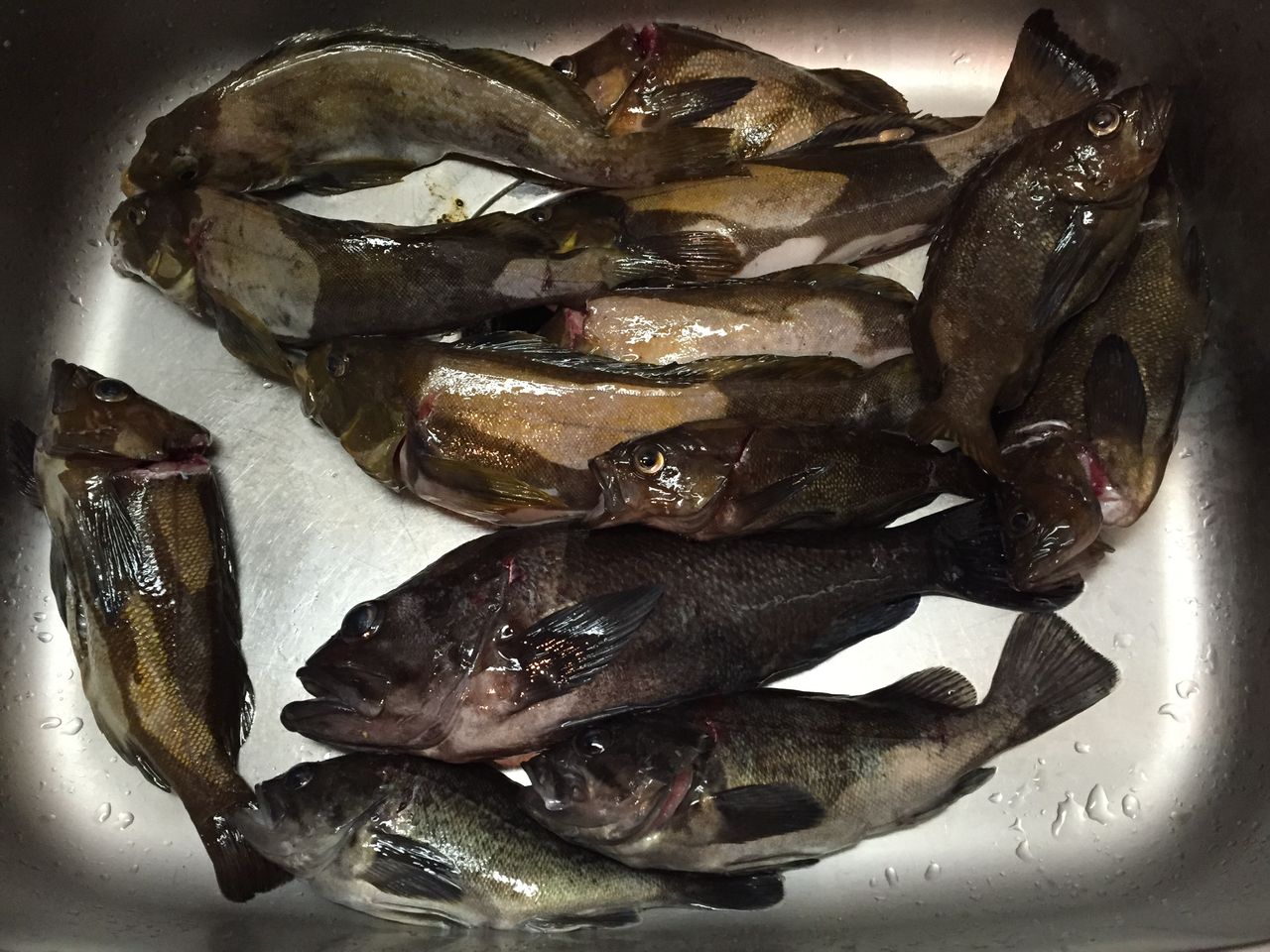 北海道釣りガール みなのブログ 北海道釣りガール みなのブログ