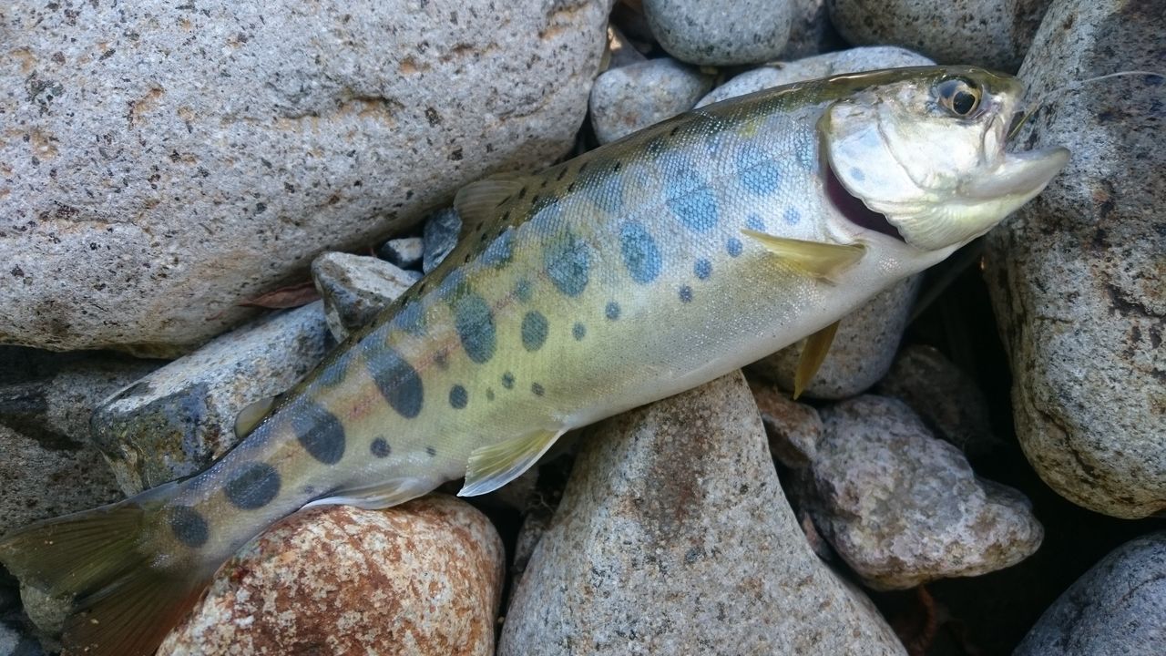 入渓50mで尺イワナ ヌップリ寒別川 Gori Fishing とある釣りバカの釣行記 入渓50mで尺イワナ ヌップリ寒別川 Gori Fishing とある釣りバカの釣行記