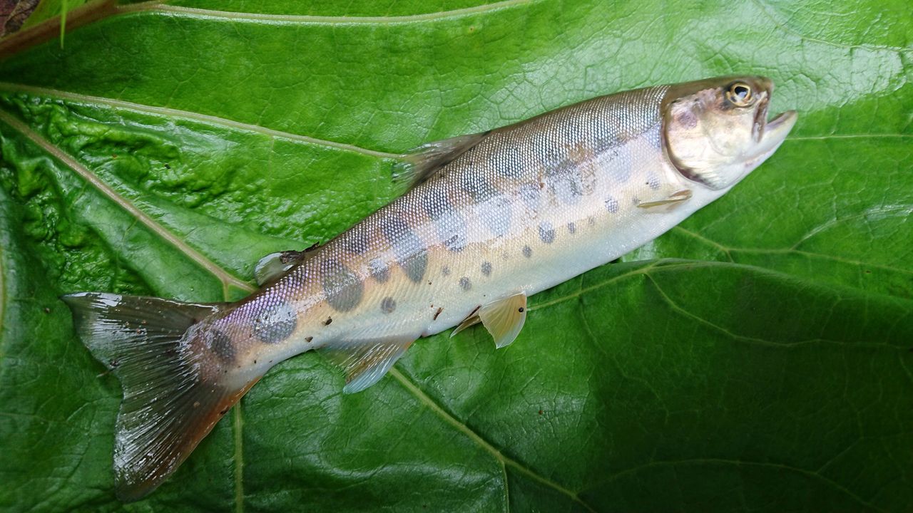 2度目の釣行 ソーケシュオマベツ川 Gori Fishing とある釣りバカの釣行記 2度目の釣行 ソーケシュオマベツ川 Gori Fishing とある釣りバカの釣行記