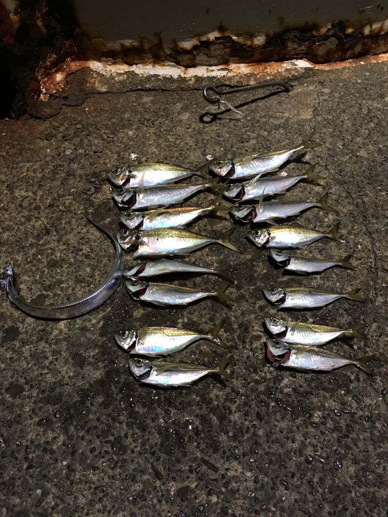 東京海洋大学 釣り研究同好会釣行ブログ 釣りについて思うこと 東京海洋大学 釣り研究同好会釣行ブログ 釣りについて思うこと