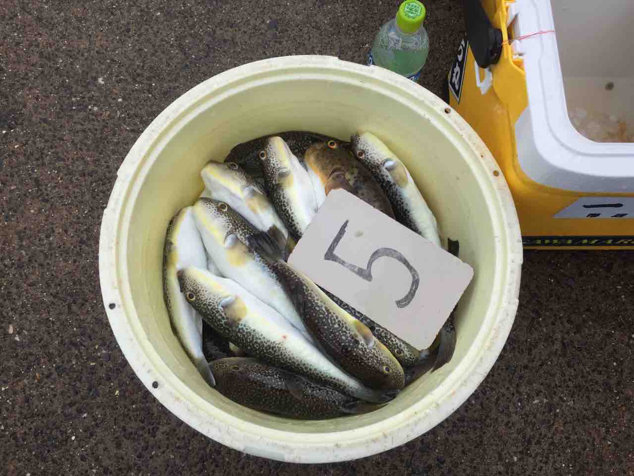 想定外の連チャン湾フグ 狙え竿頭 一郎丸 釣りができない週末なんて