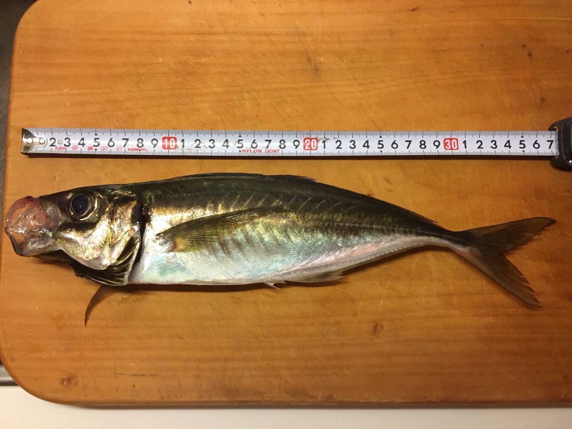 Lv 1アップか Ltアジ 米元丸 釣りができない週末なんて