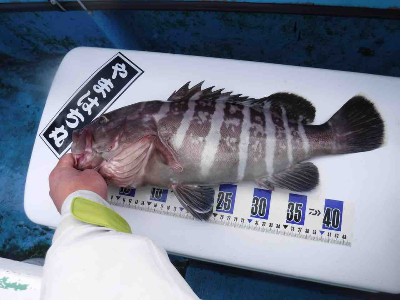 活イワシ泳がせマハタ狙い 二宮丸 釣りができない週末なんて 活イワシ泳がせマハタ狙い 二宮丸 釣りができない週末なんて