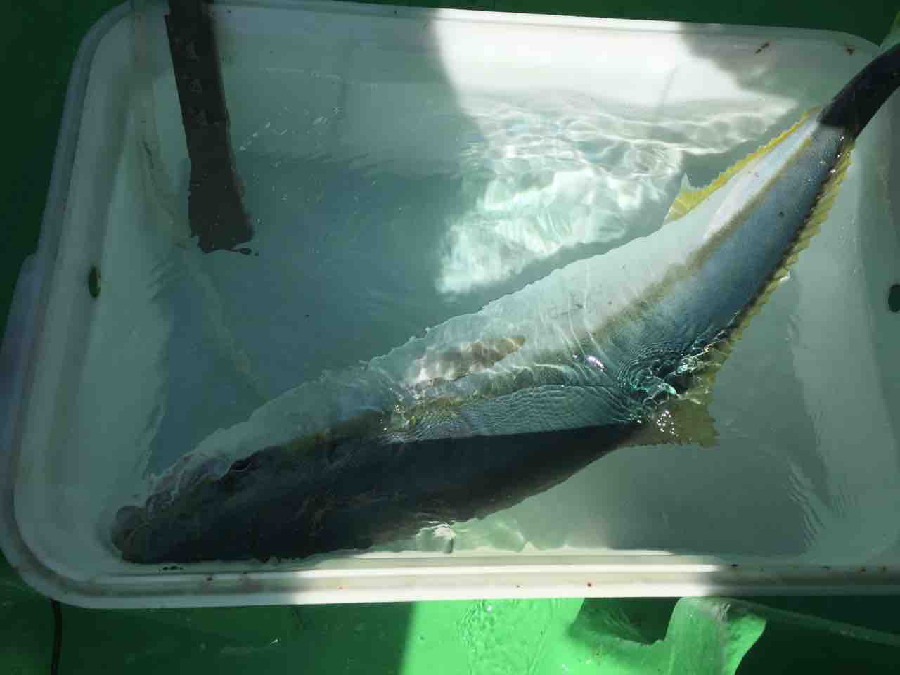 そんなに揺らさないで なヤリイカ泳がせ 釣りができない週末なんて