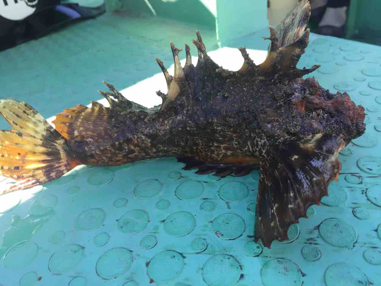 神潮 に救われたフグ釣り 一郎丸 釣りができない週末なんて 神潮 に救われたフグ釣り 一郎丸 釣りができない週末なんて