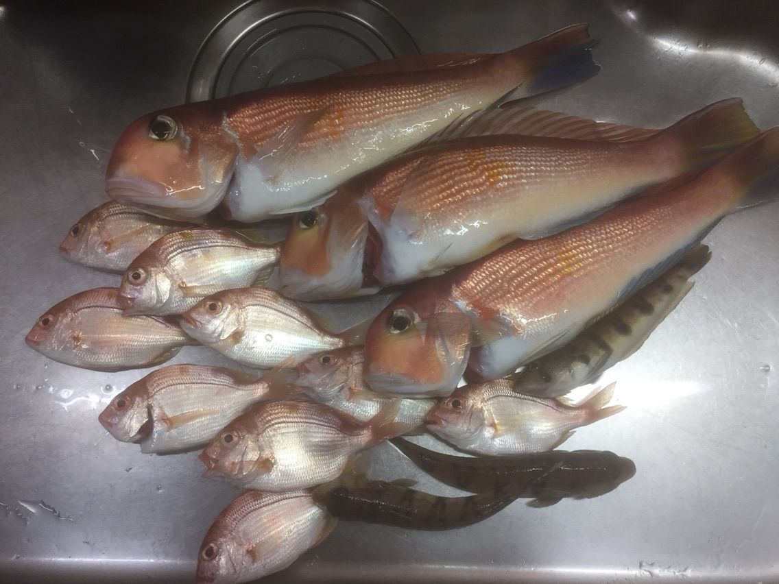 激流アマダイお祭り騒ぎ いっしん丸 釣りができない週末なんて 激流アマダイお祭り騒ぎ いっしん丸 釣りができない週末なんて