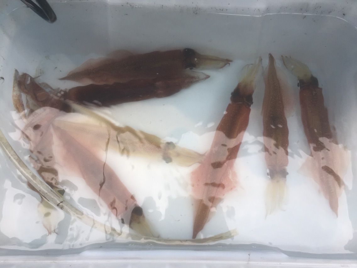 ヤリイカデビュー 小網代やまはち丸 釣りができない週末なんて