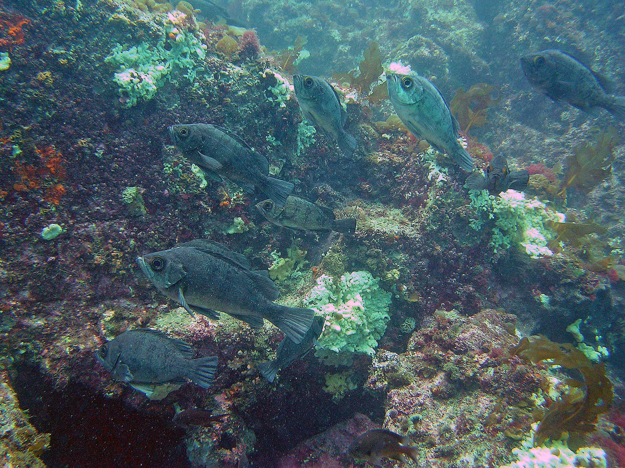 続 メバルの姿勢 飼育係の釣り日誌