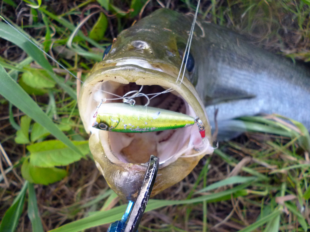 トップ道4 飼育係の釣り日誌