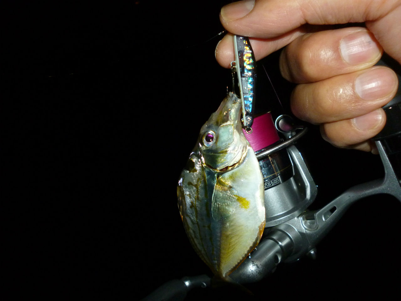 今朝のスーパーライト プラッキングゲーム 飼育係の釣り日誌