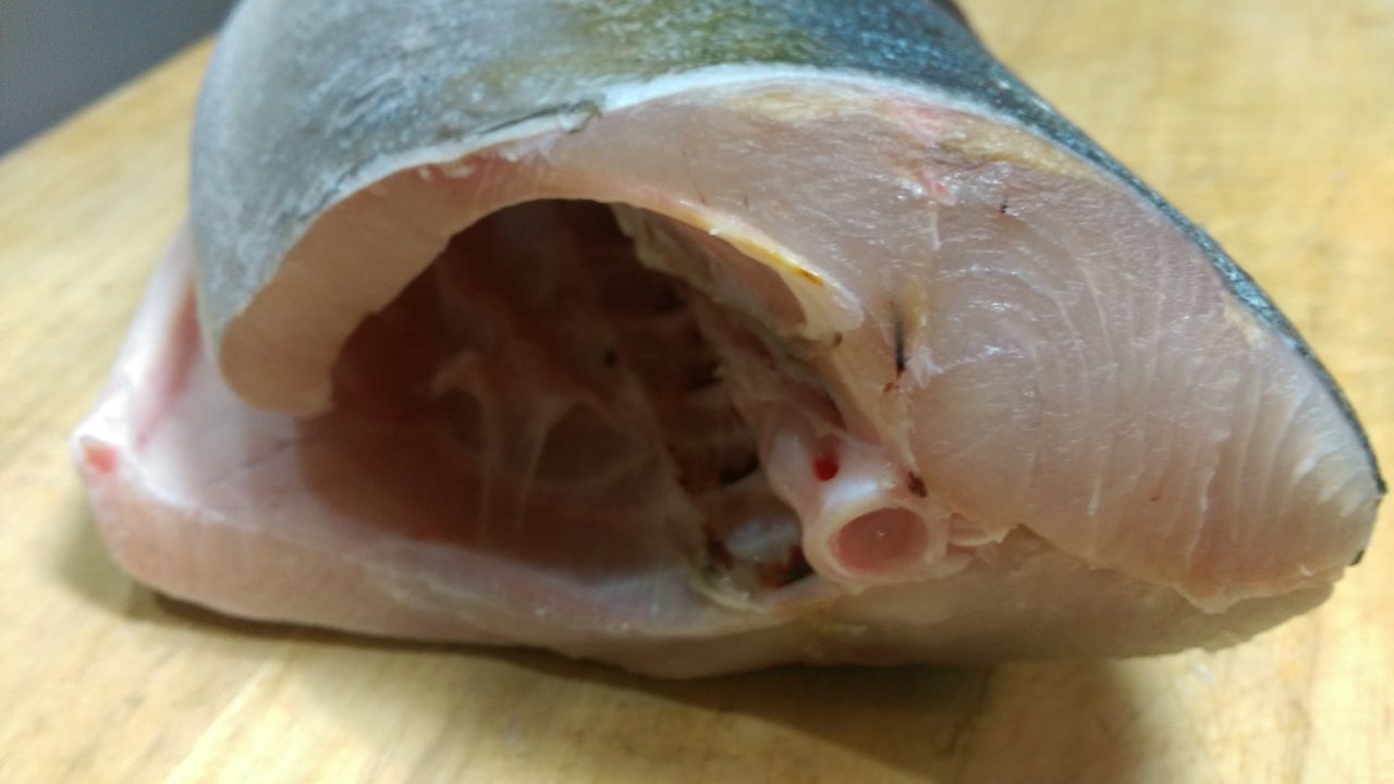 熟成 魚をおいしく食べよう ヒラマサ ラスト つりチクのウンチクblog
