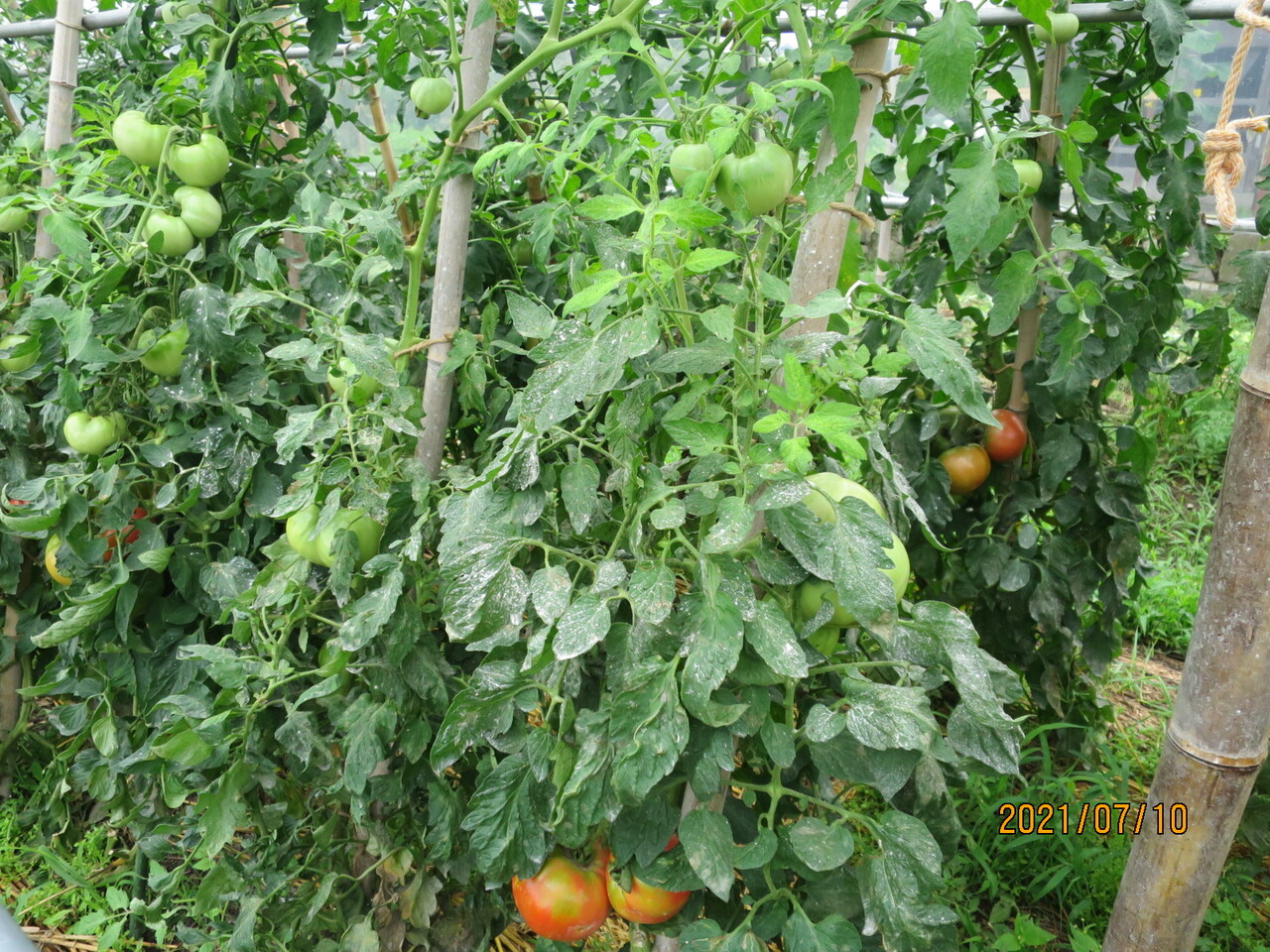 トマトの害虫 タバコガ 自然とともにのんびりと 家庭菜園