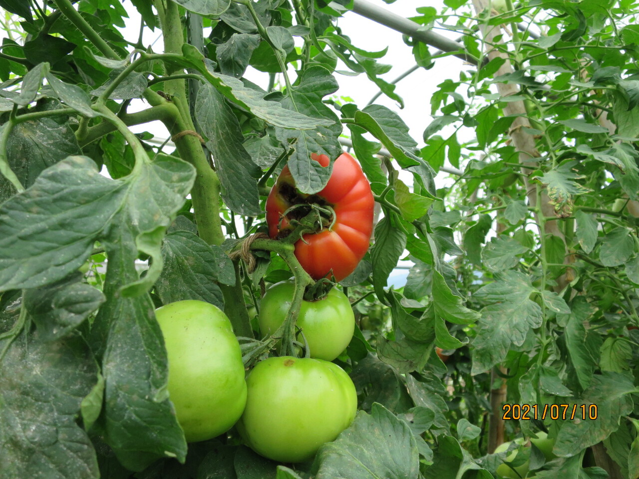 トマトの害虫 タバコガ 自然とともにのんびりと 家庭菜園