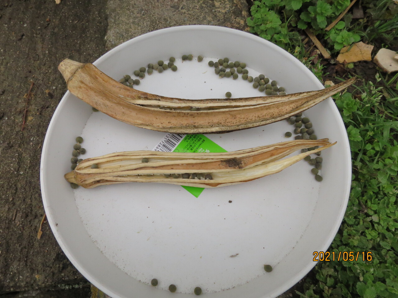 自然とともにのんびりと 家庭菜園