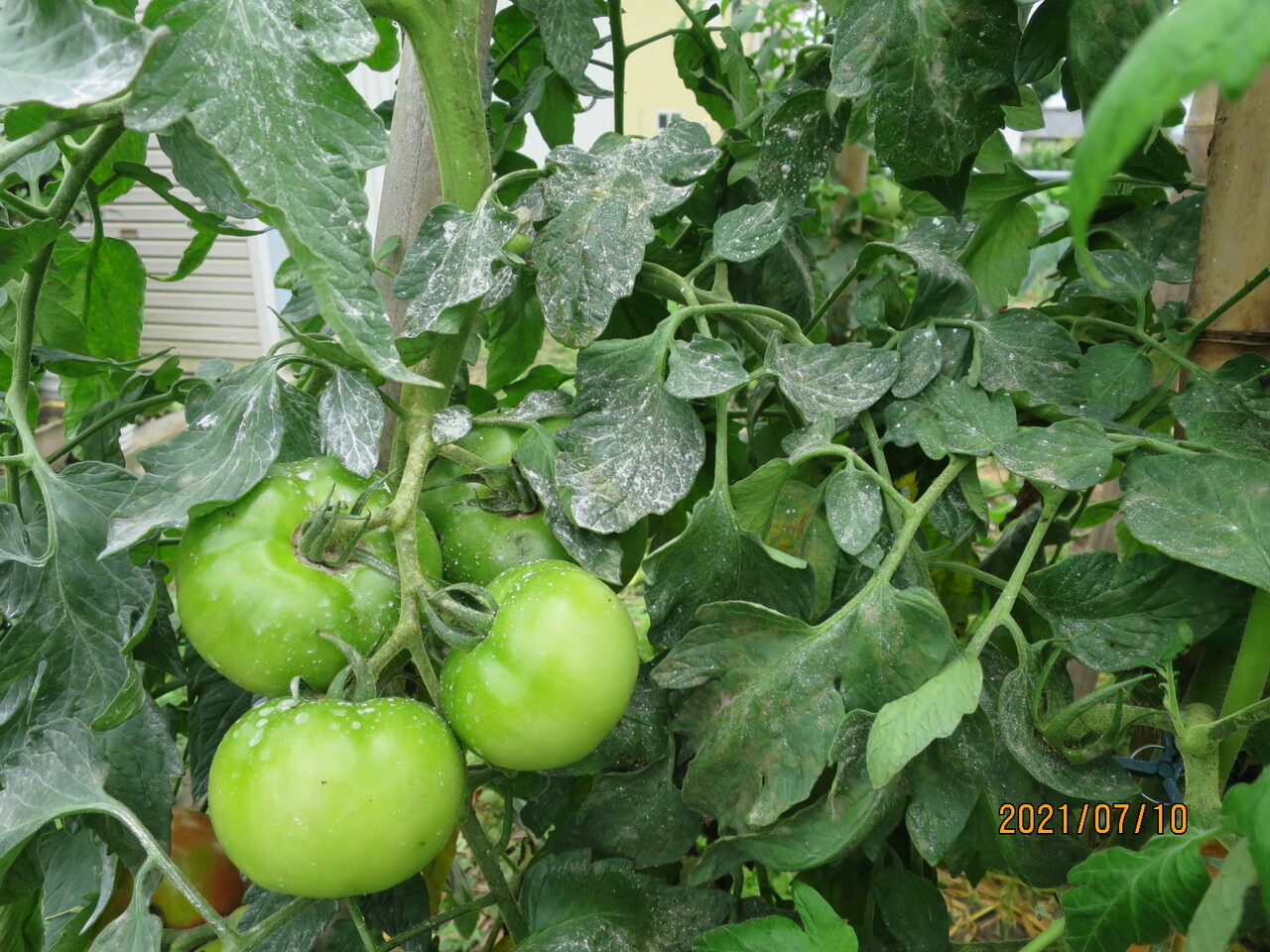 トマトの害虫 タバコガ 自然とともにのんびりと 家庭菜園