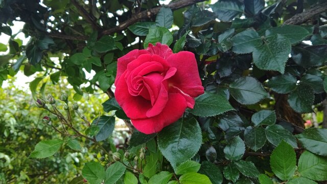 春バラの季節到来 横浜イングリッシュ ガーデン アウトドア剱猫のenjoy おひとり様ライフ