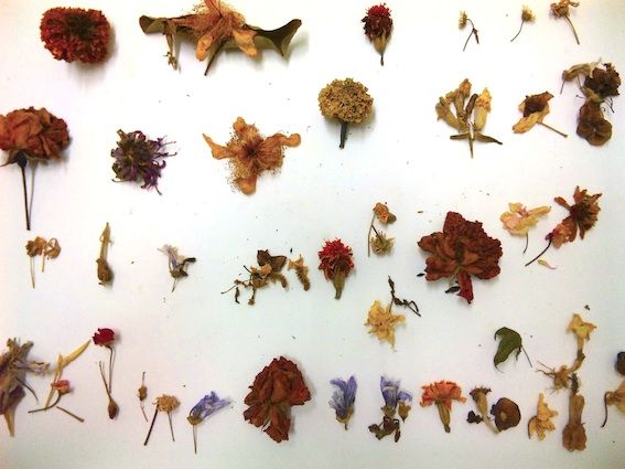 枯花樹脂標本 Tsurukai Studio 2