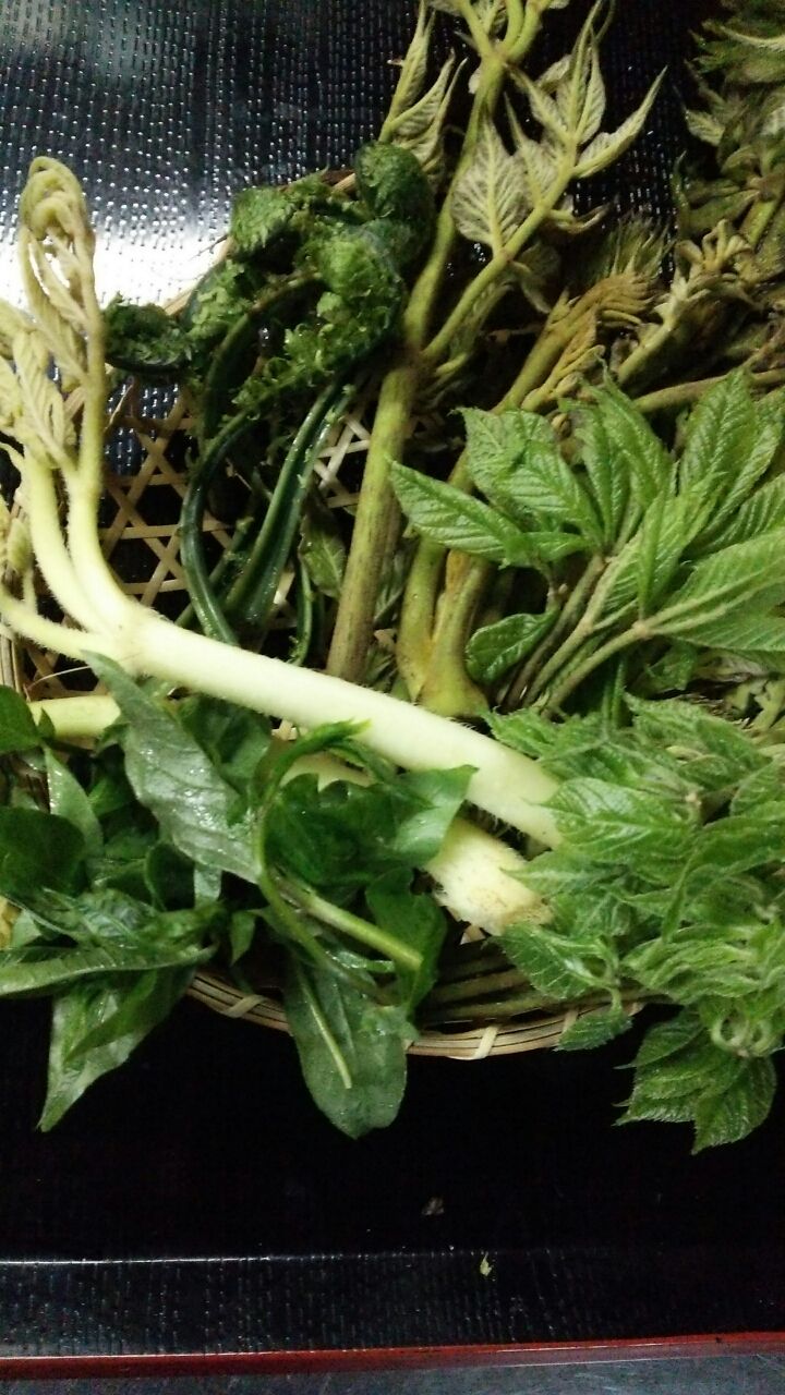 今が旬 山菜が美味しい つるむらさきうどん 岐阜の農家レストラン つるや便り つるむらさき専門店 岐阜県関市 今が旬 山菜が美味しい つるむらさきうどん 岐阜の農家レストラン つるや便り つるむらさき専門店 岐阜県関市