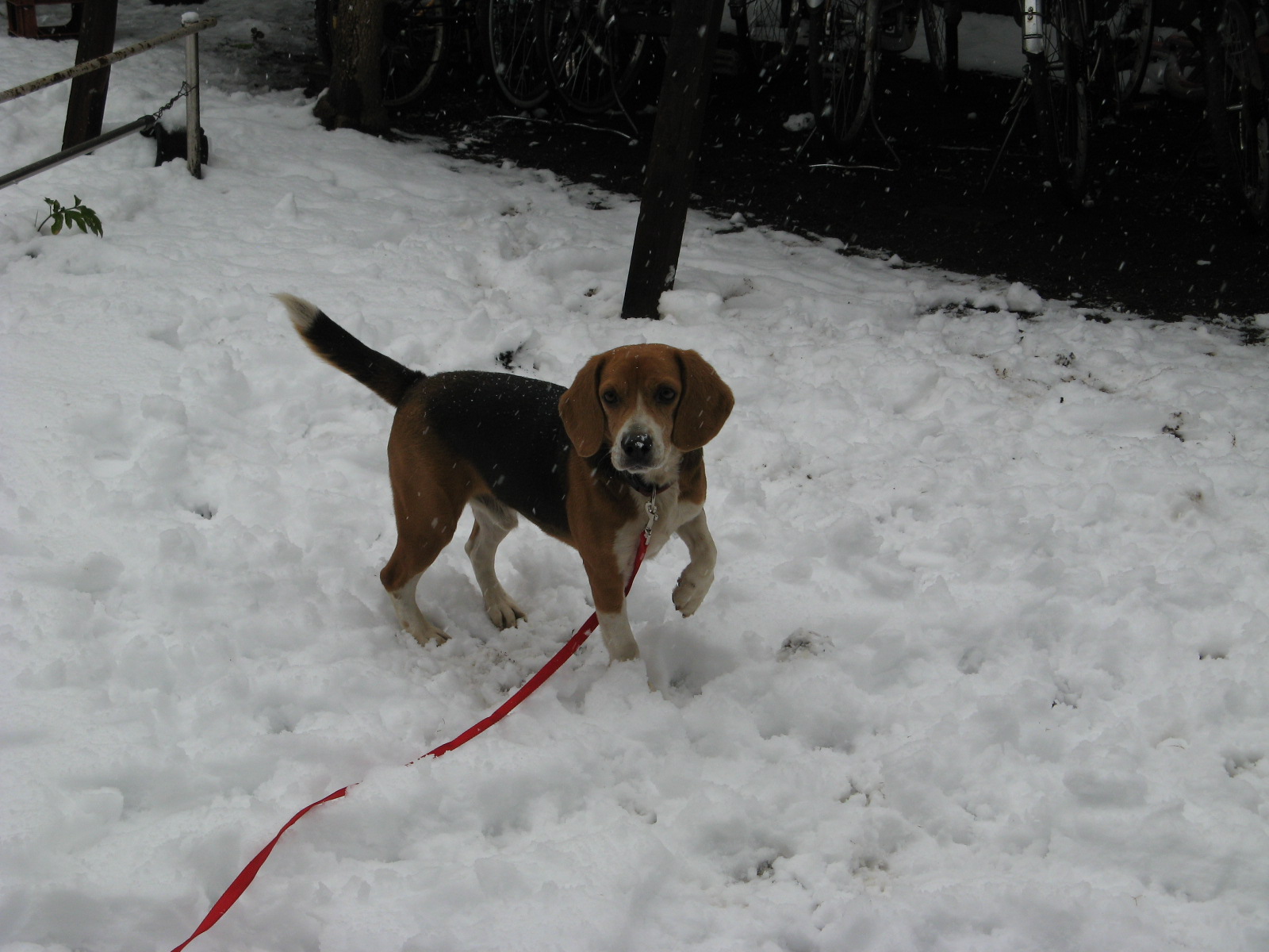 びぃンち ビーグル犬びぃの生活とか びぃの生活 Livedoor Blog ブログ