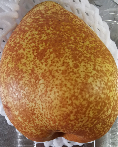 洋梨Oct2024