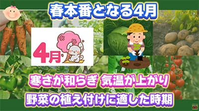家庭菜園でおすすめある？