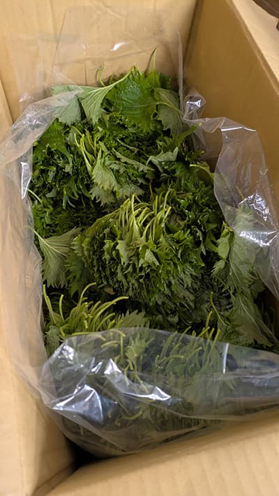 実家から大量の大葉を送られた