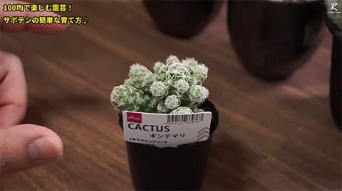 サボテンマスターいる？