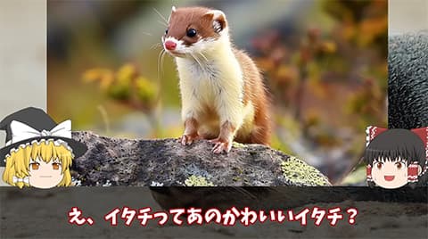 街を歩いてると普通にイタチがいる