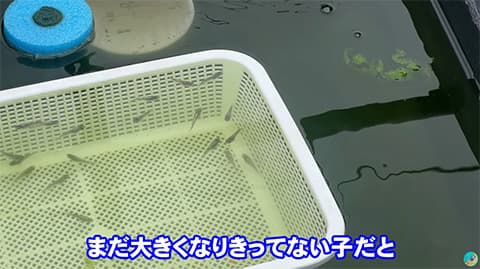 メダカ10匹飼ってたんだが先月から50匹になった