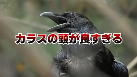 カラスとかいう賢過ぎる鳥