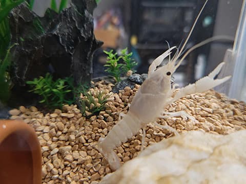 白いザリガニ