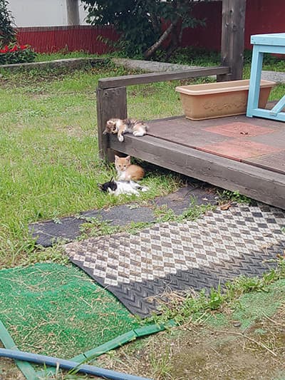 3匹の子猫