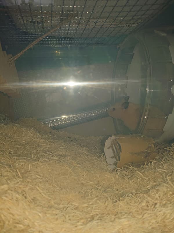 ハムスター