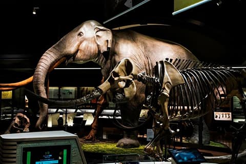 滋賀県立博物館