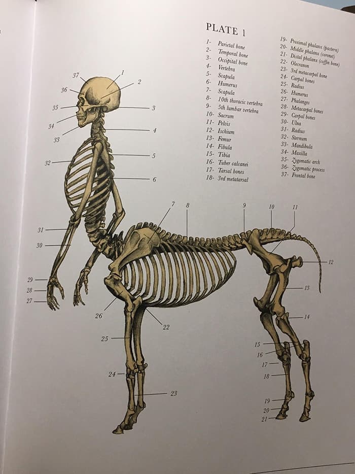 ケンタウロスの骨格