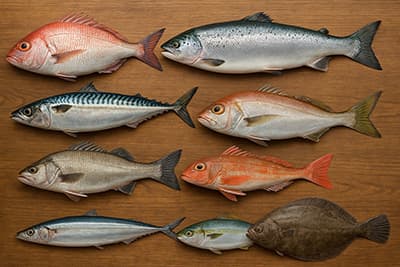 お前ら魚で何が一番好き？