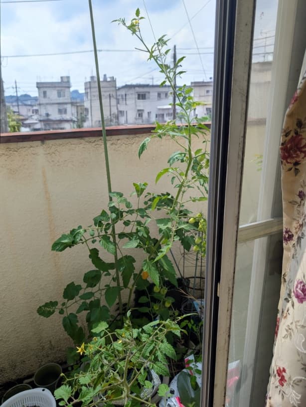 ミニトマト栽培