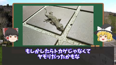 俺の家にヤモリが侵入してしまうｗｗｗ