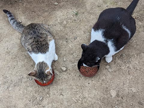 猫の朝食