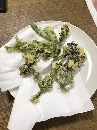 田舎からタラの芽が届いた