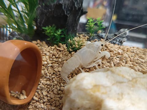 白いザリガニ飼ってるけど質問ある？