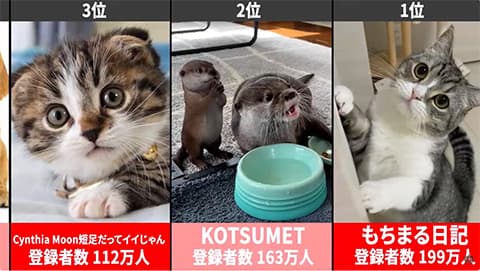 道端で犬猫以外の動物見かけたことある？