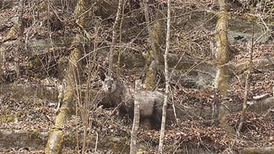 今日天然記念物のカモシカに初めて遭遇した