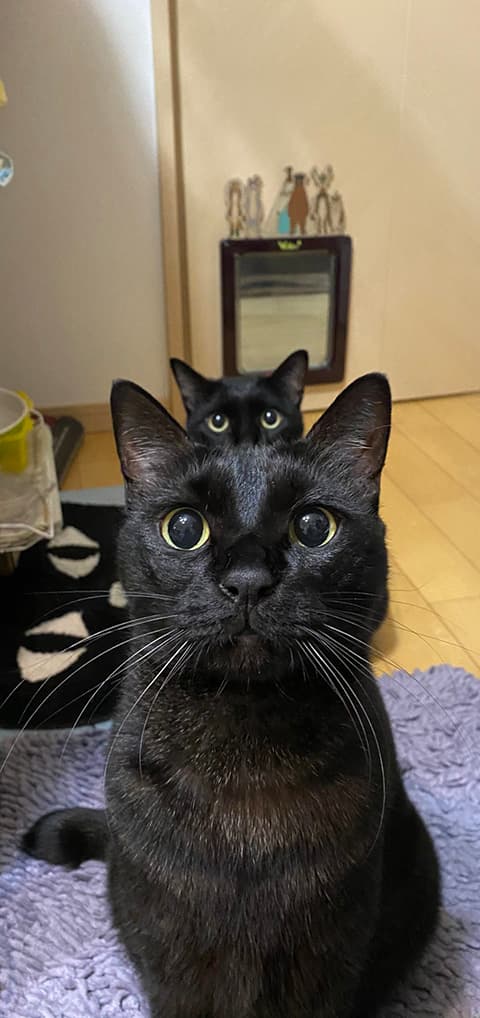 猫画像が集まるスレ