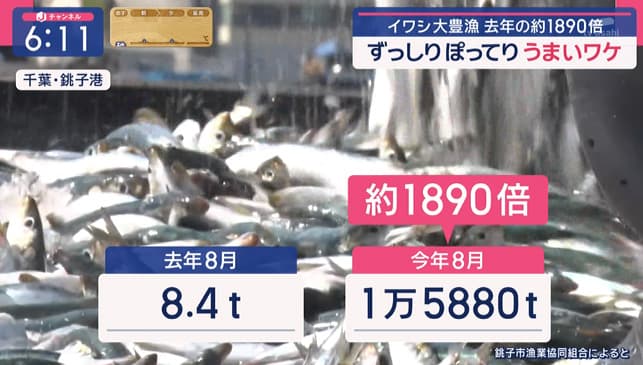 イワシ大漁（去年の1,890倍）