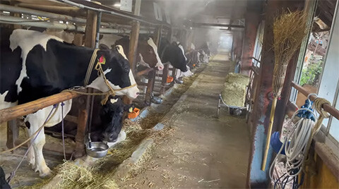 夏の酪農のキツさを教えてやるから来い