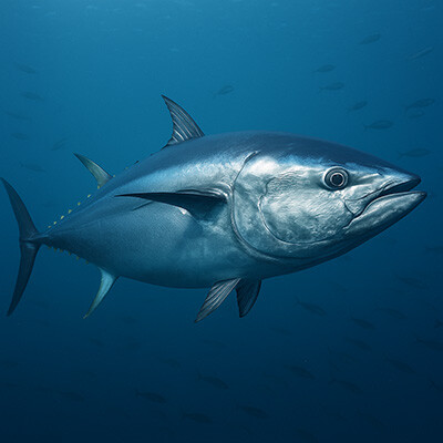 結局一番美味い魚ってなんなの？