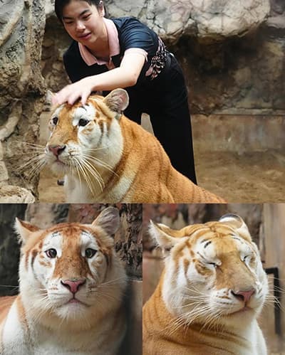 弱そうなトラ、見つかる